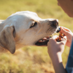 Understanding The Factors That Leads To The Best CBD Products For Your Pets